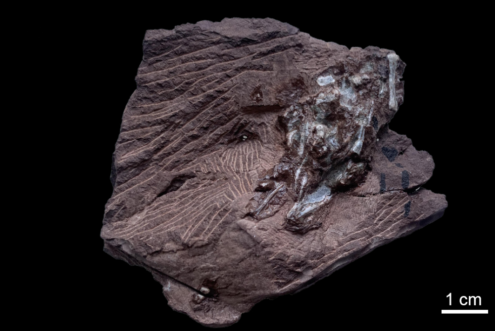 a regurgitalite fossil with bones visible on its surface a regurgitalite fossil with bones visible on its surface